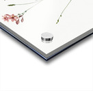 Gladiolus junceus illustration  Acrylic print