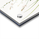 Asphodelus fistulosus illustration  Acrylic print