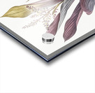 Cordyline fruticosa illustration  Impression Acrylique