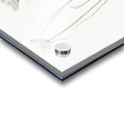 Cordyline fruticosa illustration  Acrylic print