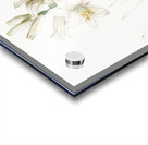 Madonna lily illustration  Acrylic print