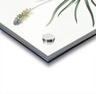 Muscari ambrosiacum illustration  Acrylic print