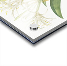 Pancratium speciosum illustration  Acrylic print