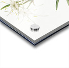 Streambank spiderlily Pancratium disciforme illustration  Acrylic print