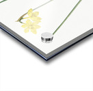 Narcissus odorus illustration  Acrylic print