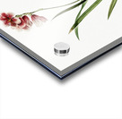 Ixia hyalina illustration  Acrylic print