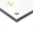 Hypoxis stellata illustration  Acrylic print