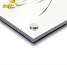 Narcissus calathinus illustration  Acrylic print