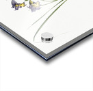 Gladiolus ringens illustration  Acrylic print