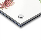 Veltheimia capensis illustration  Acrylic print