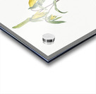 Uvularia perfoliata illustration  Acrylic print