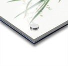 Diasia graminifolia illustration  Impression Acrylique