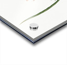 Diasia graminifolia illustration  Acrylic print