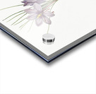 Crocus sativus illustration  Acrylic print