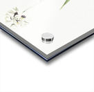 Ixia maculata illustration  Acrylic print