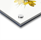 Crocus luteus illustration  Acrylic print