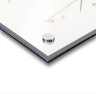 Leucoium trichophyllum illustration  Acrylic print