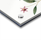 Erythronium Erythronium dens canis illustration  Acrylic print