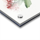 Blood lily illustration  Acrylic print