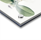 Massonia pustulata illustration  Acrylic print