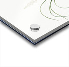 Lachenalia angustifolia illustration  Acrylic print