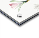 Spring meadow saffron illustration  Acrylic print