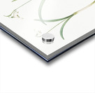 Snowdrop illustration  Acrylic print