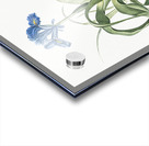 Iris scorpiodes illustration  Acrylic print