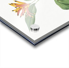 Lobster claws illustration  Acrylic print