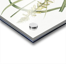 Koyosa illustration  Acrylic print