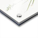 Hyacinthus viridis illustration  Acrylic print