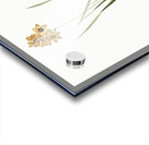 Ixia conica illustration  Acrylic print