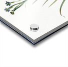 Bermudiana illustration  Acrylic print