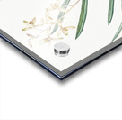 Epidendrum sinense illustration  Acrylic print