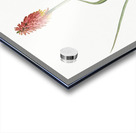 Redhot poker illustration  Acrylic print