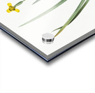 Iris martinicensis illustration  Acrylic print