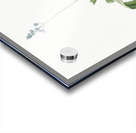 Scilla Lilio hyacinthus illustration  Acrylic print