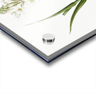 Polianthes tuberosa illustration  Acrylic print