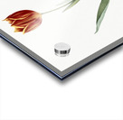 Tulip illustration  Acrylic print
