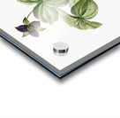 Trillium rhomboideum illustration  Acrylic print