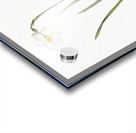 Narcissus poeticus illustration  Acrylic print