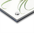 Narcissus poeticus illustration  Acrylic print