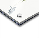 Common Bluebell illustration  Acrylic print