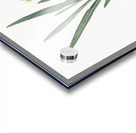 Gladiolus Xanthospilus illustration  Acrylic print