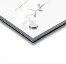 Gladiolus orobanche illustration  Acrylic print