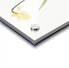 Lent lily illustration  Acrylic print