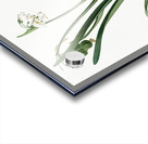 Summer snowflake illustration  Acrylic print