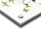 Commelina africana illustration  Acrylic print