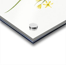 Wonder flower illustration  Acrylic print