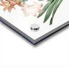 Amaryllis Belladonna illustration  Acrylic print